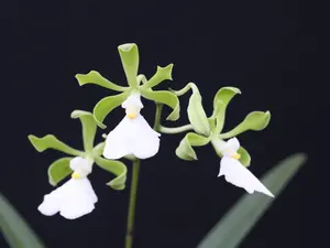 LIVE PLANT 1ft Encyclia cordigera alba orchid EXTREMELY FRAGRANT