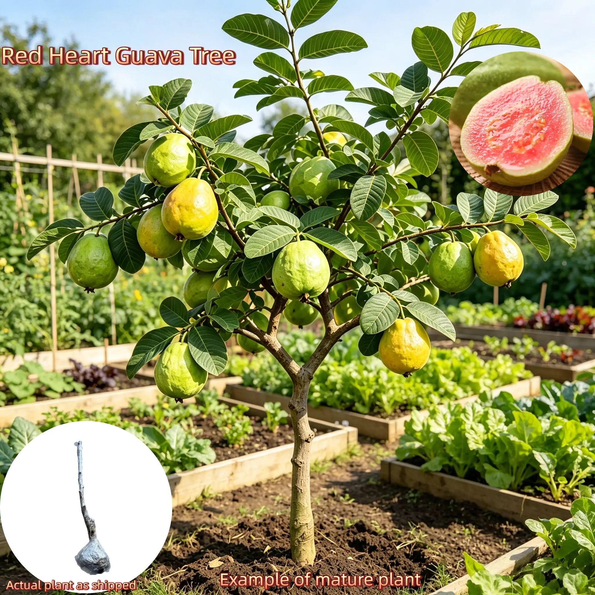 Compact Red Heart Guava Tree – 4-5 Year Old, Heirloom Variety, Bare Root, Drought Tolerant & Low Maintenance, Grows in Pot or Ground
