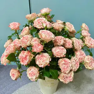 Rose【Very Cute| かわいい】- 1.5 Gal OwnRoot LivePlant| Florists Rose| | Vivid colors| Extended vase life| Scalloped Petals| Cute Goddess|
