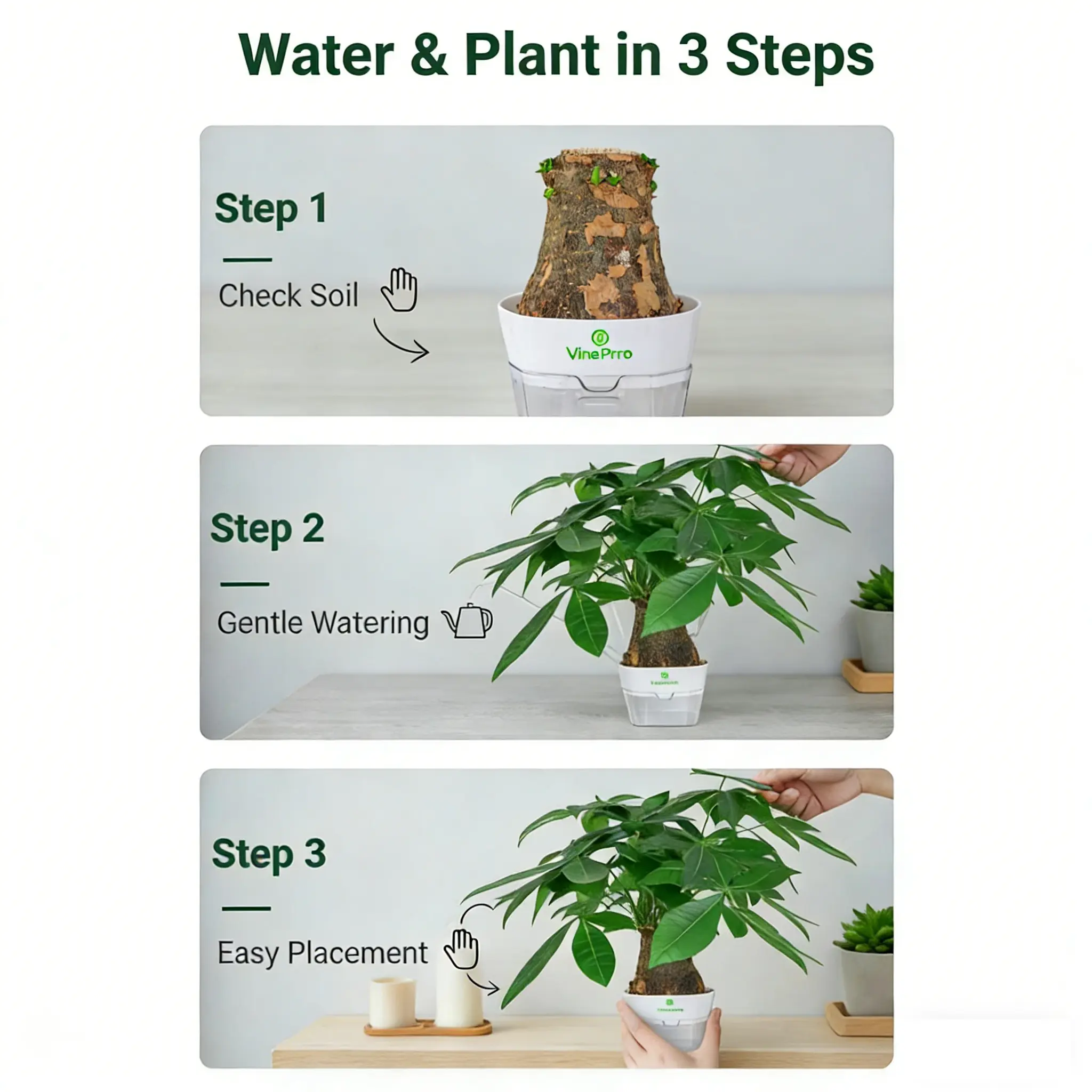 Live Money Tree Plant (Pachira Aquatica) – Feng Shui Wealth Decor with ...