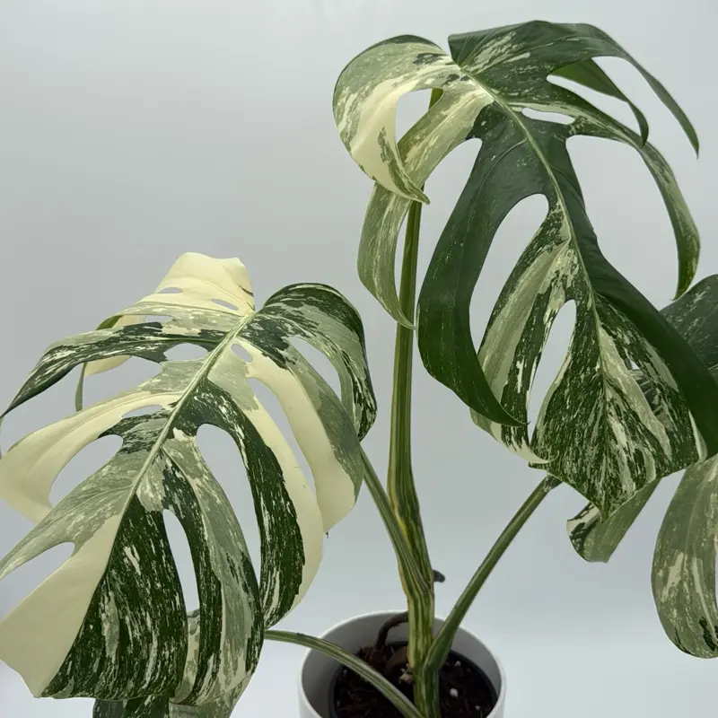 monstera albo borsigiana kaufen Variegated Monstera Albo Plant - Rare White Borsigiana - Exact Plant -  Indoor Houseplant