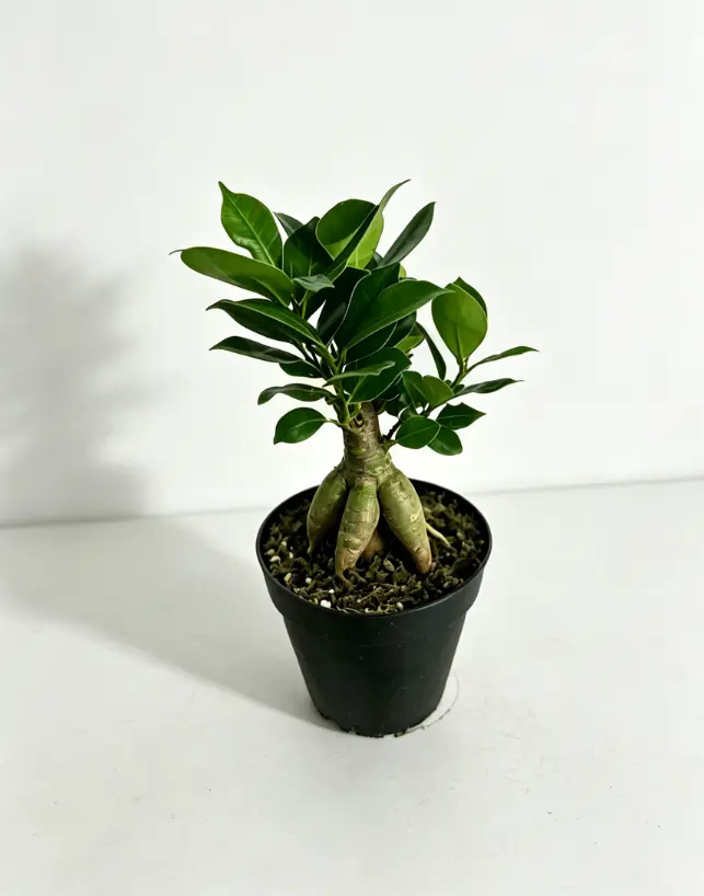 RZ-21 Ficus Ginseng Live Indoor Bonsai Plant in 4 Inch Nursery Pot, Decorative Ficus Microcarpa with Thick Gnarled Trunk and Glossy Green Leaves for Home Office Desk Shelf and Bright Spaces