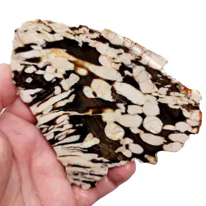Fossil Peanut Wood Petrified Wood Slab!  Lapidary Stone Slab!