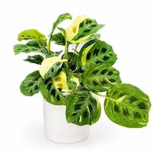 Variegated Maranta 6” Pot Prayer Plant Red Veins Pet-Friendly Easy Care Indoor Houseplant for Beginners Air Purifying Tropical Decor