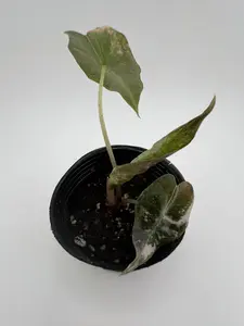 Rare Alocasia Polly Pink Variegated Live Plant Starter | Collector Aroid
