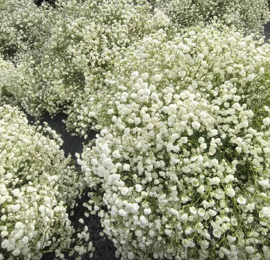 Baby's Breath Seeds - Gypsophila Flower Seeds for Planting | Delicate White Blooms for Garden & Bouquets