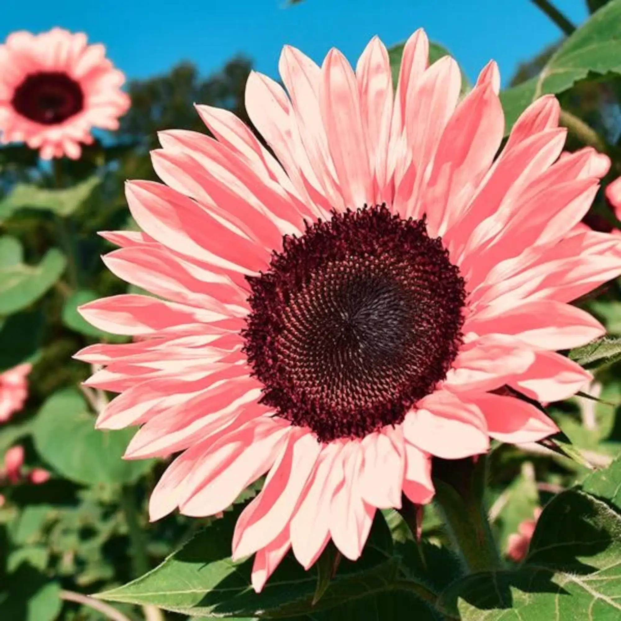 50pcs Non-GMO Pink Sunflower Seeds for Planting - High Germination Rate - Heirloom Flower Variety for Your Beautiful Garden Planting Instructions for
