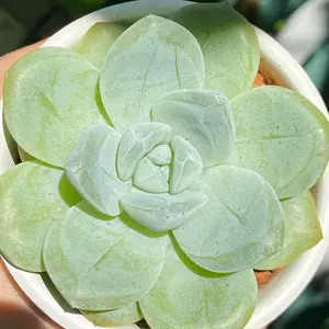 Echeveria Ice Green- Rare Imported Succulent