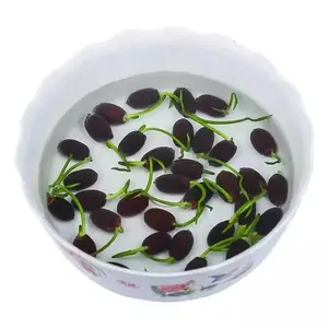 20+ Pcs Bonsai Bowl Lotus Seeds, Water Lily Flower Plant Seed Flowering Aquatic Fresh Garden Seeds for Pond Home Planting Ornamental