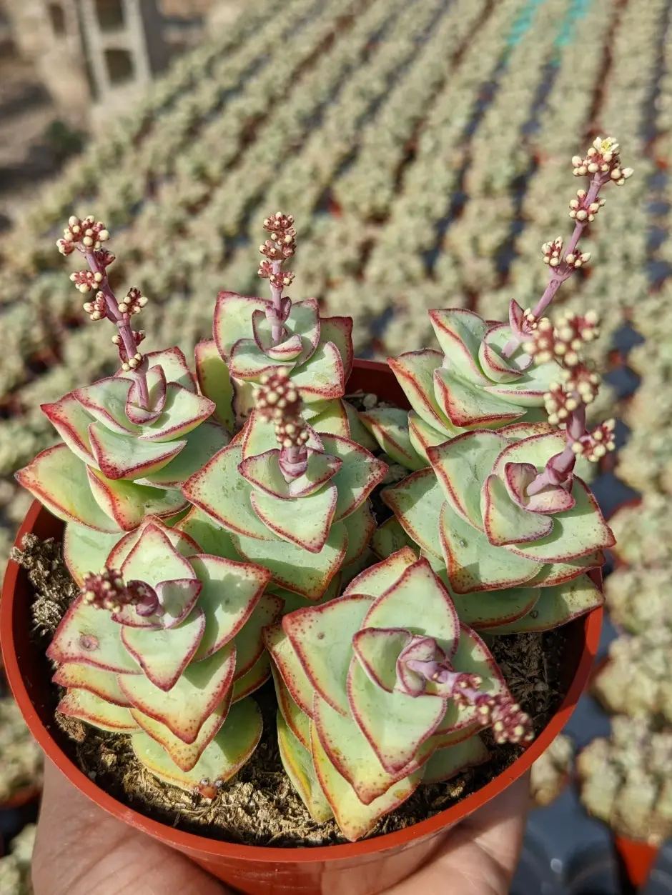 Crassula String of Buttons, Succulents, Live Plants, Garden