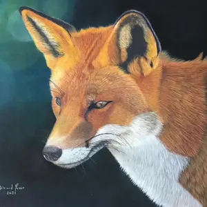 Moonlight Red Fox Special Edition Matted Prints of my original pastel painting