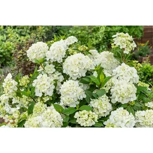 Fairytrail® White Cascade Hydrangea