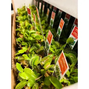 Venus Flytrap - Dionaea Muscipula
