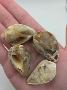 Spiralite Fossilized Seashells
