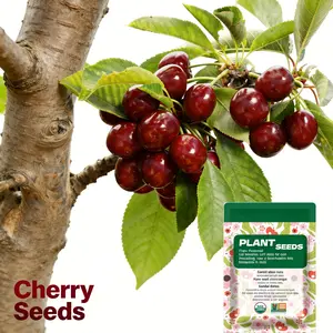 Cherry Seeds Heirloom Non-GMO – Fruit Seeds Starter for Home Gardens, Patio Containers & Backyard Orchards, Fast Growing High Yield