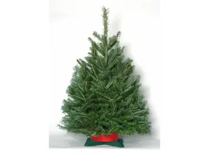NW Orchids Tabletop Noble Fir Christmas Tree with Stand Fresh-cut 3-4 ft
