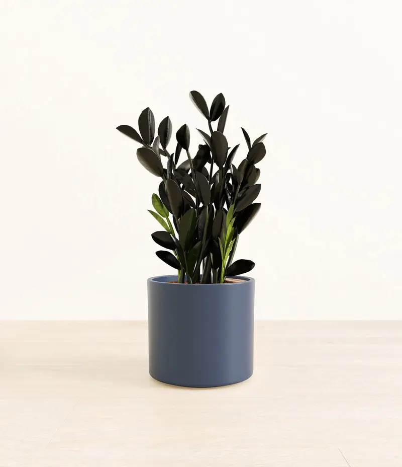 6 in snake plant Sansevieria Snake Plant in 6" Grower Pot  Plantboxs.com