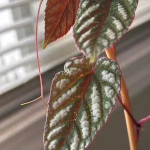 Cissus discolor/the Rex Begonia 4” pot