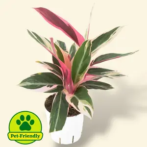 Stromanthe Triostar 4” - Pet Safe House Plant - Prayer Plant