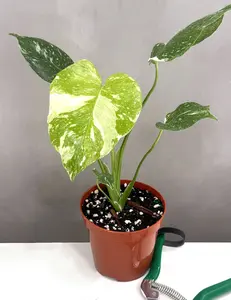 Monstera Thai Constellation