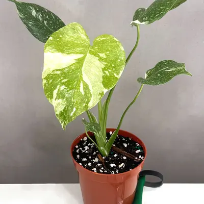 Monstera Marilyn Vs Aurea - TikTok Shop