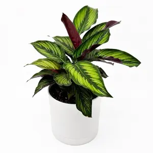 Prayer Plant Calathea Beauty Star  6” Pot – Pet Friendly Indoor Houseplant, Tropical Decor Plant