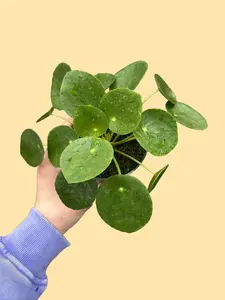 Pilea Peperomioides - Chinese Money Plant - UFO Plant - Pancake Plant - Live Houseplant - Shelf Decor - Pet Friendly