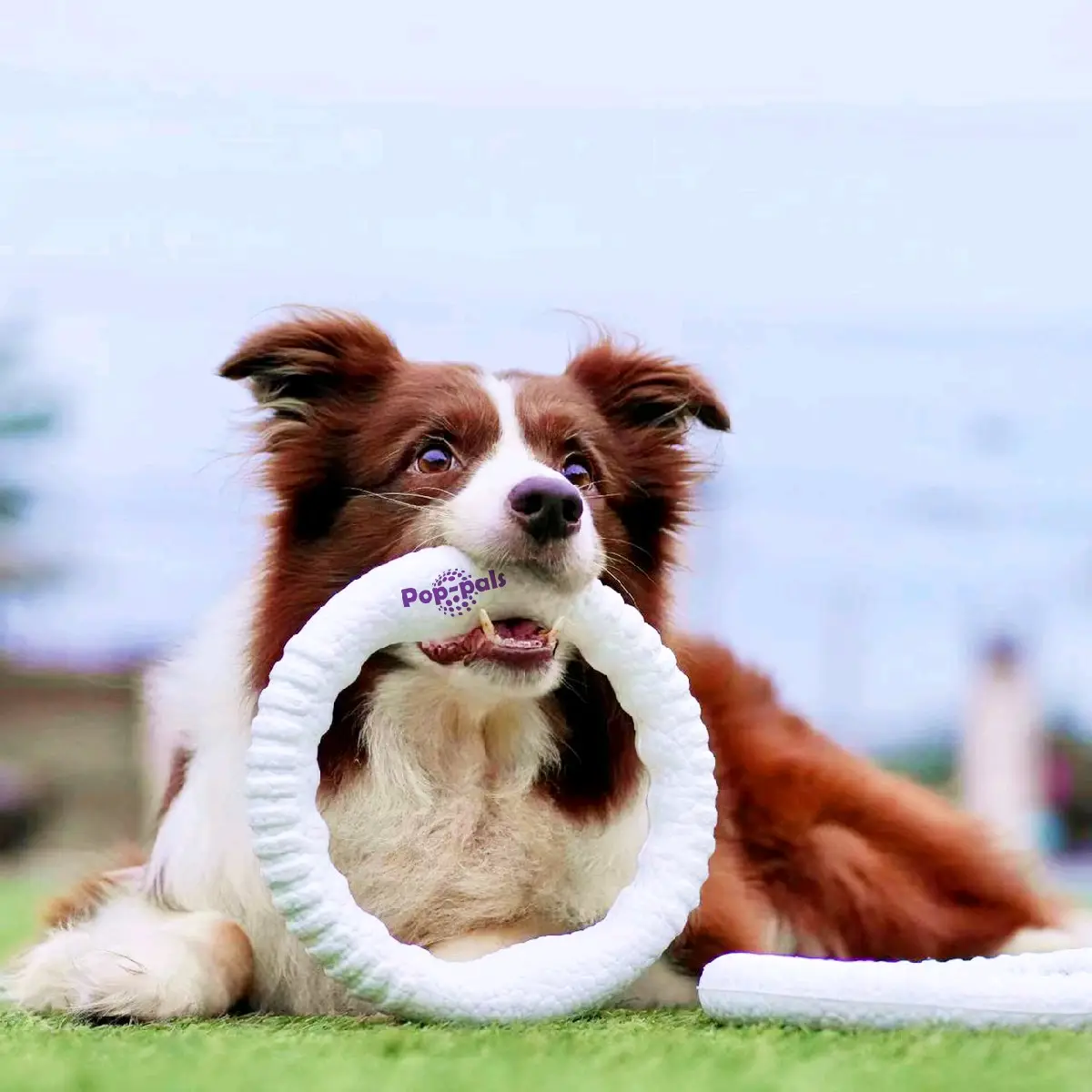 Mogorila Elastic Dog Ring toy, Natural Rubber Ring Toy for Healthy Chewing Habits - Chew Toy Supports Dog Dental Health training toy pet toy supre bal