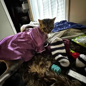 Beautiful Pet Pajamas Clothes for Teddy Bichon Bear Pomeranian Bulldog Comfortable Silk Clothing with Head Flower XS S M L XL - Poodle