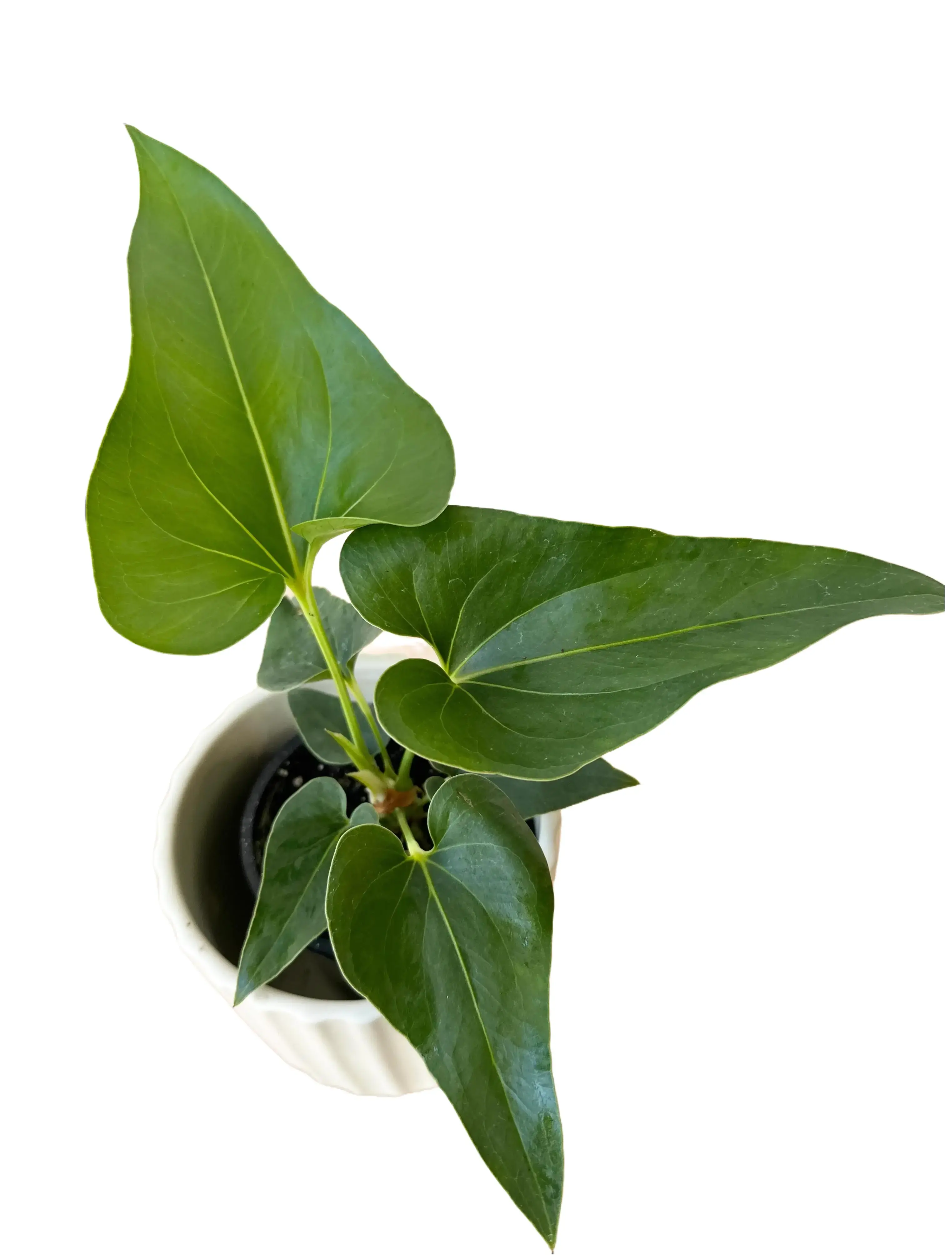 Anthurium Corong X Villanaorum Hybrid Tissue Culture Live Plantlet