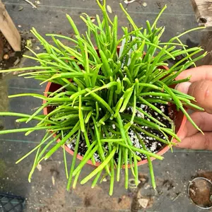 Rhipsalis Variety choose type Cashero , Trigona ,baccifera , or prismatica 4 inch pot
