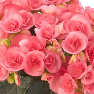 Pink Begonia Seeds Popular Houseplant Easy to Care Showy Beautiful Flowers Attractive Foliage Garden Beds Indoor Outdoor 25+ Pcs Flower Seeds by Jaquelina Garden