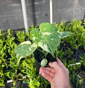 4” Monstera Thai Constellation Houseplant