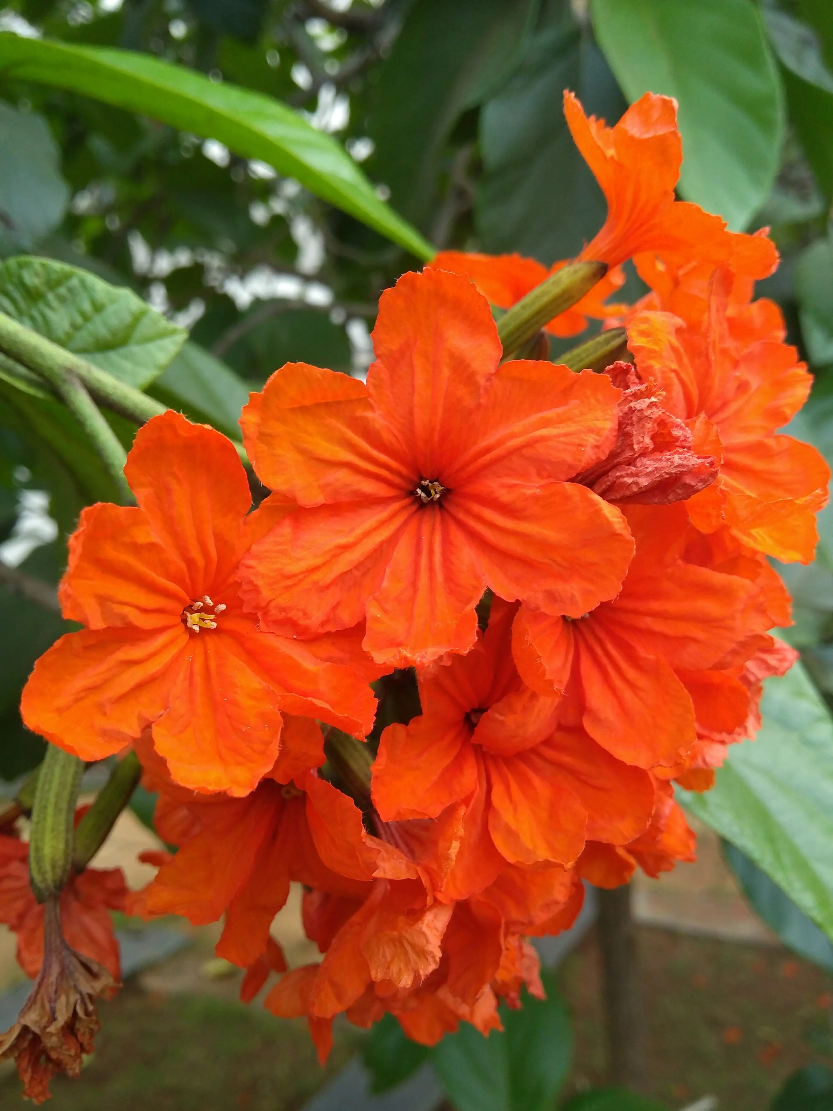LIVE PLANT 2ft Cordia sebestena - Orange Geiger Tree - Scarlet Cordia Siricote