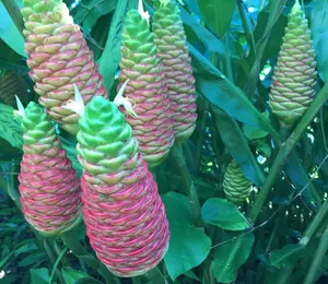 Pack of 4 Ginger Shampoo Rhizomes Hawaiian Shampoo Ginger Awapuhi Zingiber Zerumbet Tubers Red Lily Gingers Bulbs