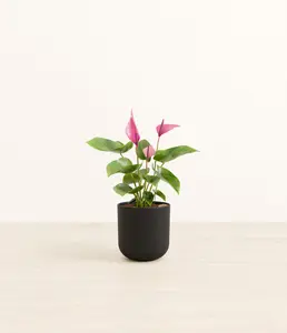 Anthurium Zizou