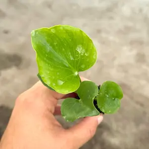 Philodendron Hope in a 2” Pot Live Houseplants