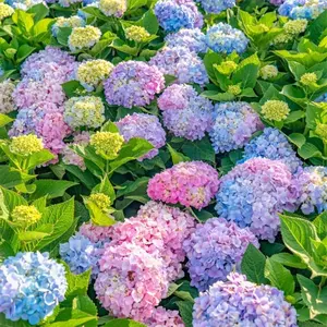 Mixed Color Hydrangea Seed – Non-GMO Blue, Pink & Purple Blooms for Home Garden Planting