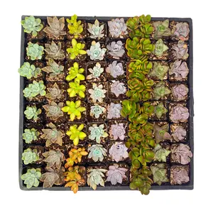 2" Mystery Succulent – 1 Live Plant - Grower’s Choice