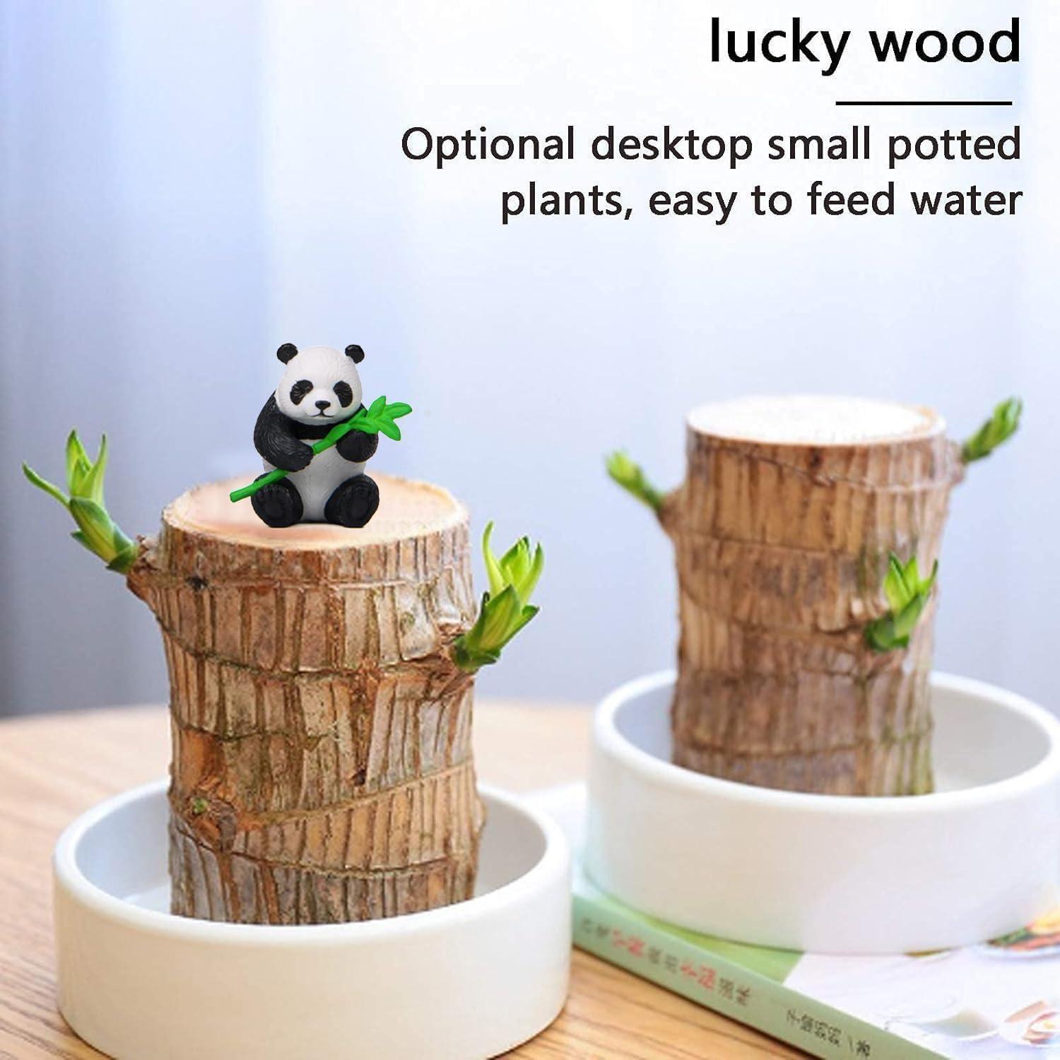 Brazilian Lucky Wood Plant,Brazilian Wood Doesn't Need to Wait to Sprout, Natural Air Cleaner, Suitable for Home Office Desk Decor (Purple)