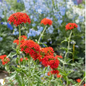 Organic Maltese Cross Red Flower 100+ Seeds 'Swallowtail Butterflies' (Lychnis chalcedonica) – Vibrant Red Blooms – Beloved by Butterflies, Ideal for Wildflower Meadows & Cottage Gardens