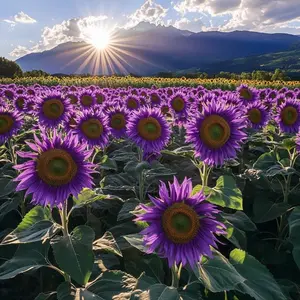 100pcsRare Purple Sunflower Garden Seeds - Unique, Easy-to-plant Heirloom Flower Seeds, Ideal for Pot Edge & Attracting Beneficial Insects