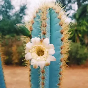 50 SEEDS Blue Torch Cactus, Pilosocereus Azureus, Brazilian Blue Cactus seed
