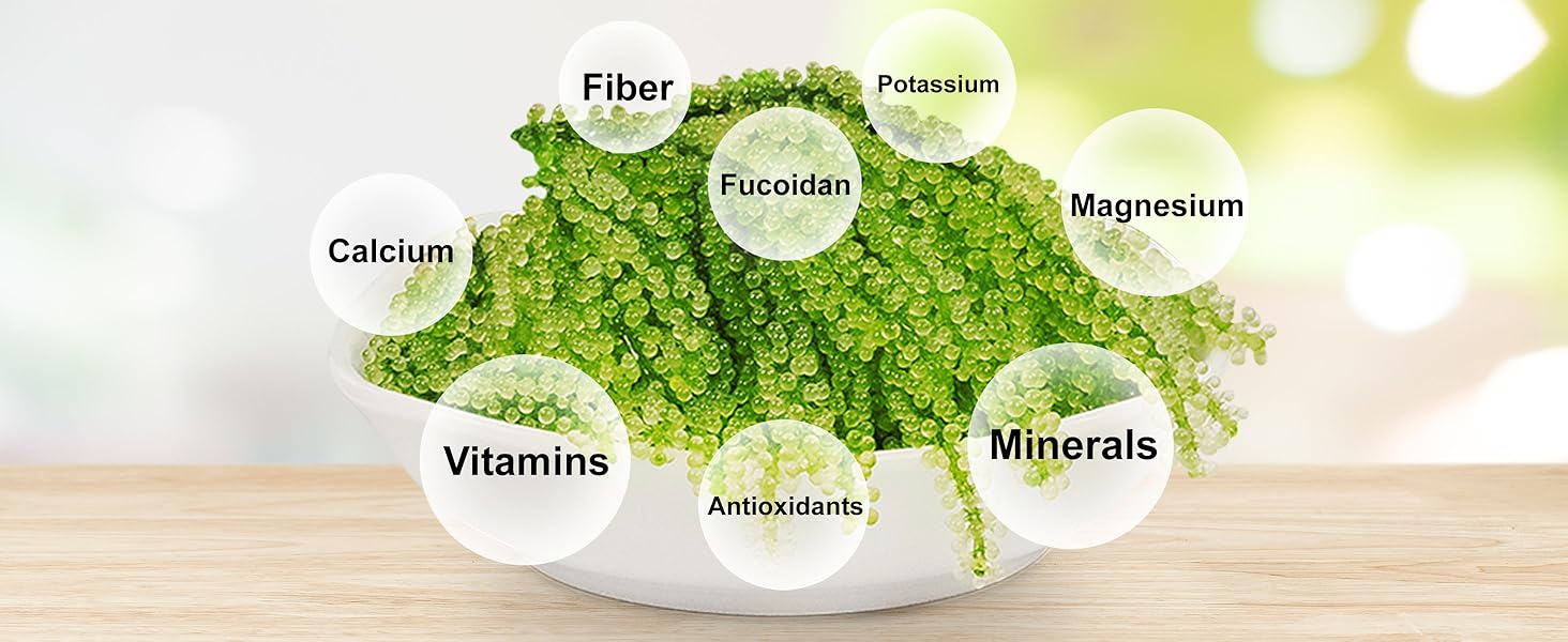 Longevity Dehydrated Sea Grapes, 4.23 oz of 6 packs, Umibudo Green Caviar, Lato Seaweed, Precious Gift From The Sea | Enhance Health, Boosting Immune System.