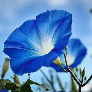 250 Blue Morning Blooming Vine Seeds for Planting - Heirloom Sunflower Seeds for Planting Outdoors - Garden Seed Sunflower Gifts