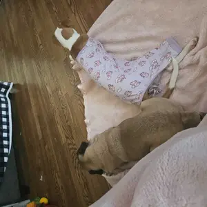 Benji & Louie Yak Chews for Dogs, Himalayan Yak Chews Flavored for Medium & Large Dogs, Yak Cheese for Dogs, Medium Size, 2 Count