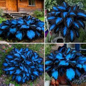 Seeds for Planting, 290+pcs Perennial Rare Hosta Flower Seeds, Non-GMO Heirloom Long Blooming Plants Shaded Entry Pathway Flowers Beauty Home Garden for Outdoors