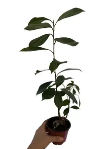 Ficus Ginseng Tree 4” Potted Live Plant - Houseplant - Bonsai - Tropical Indoor Tree - Feng Shui Favorite - Easy Care - Glossy Green Foliage - Miniature Tree - Unique Gift - Statement Greenery