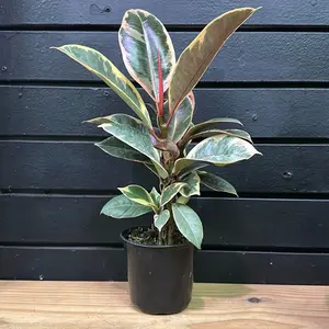 Ficus Elastica - Tree Tineke 4 Inch Pot