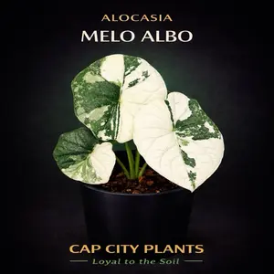 Alocasia Melo Albo Tissue Culture